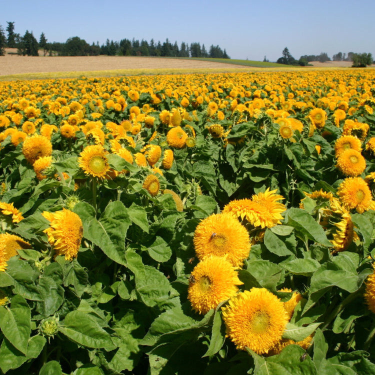 Sunflower Seeds – Teddy Bear Dwarf