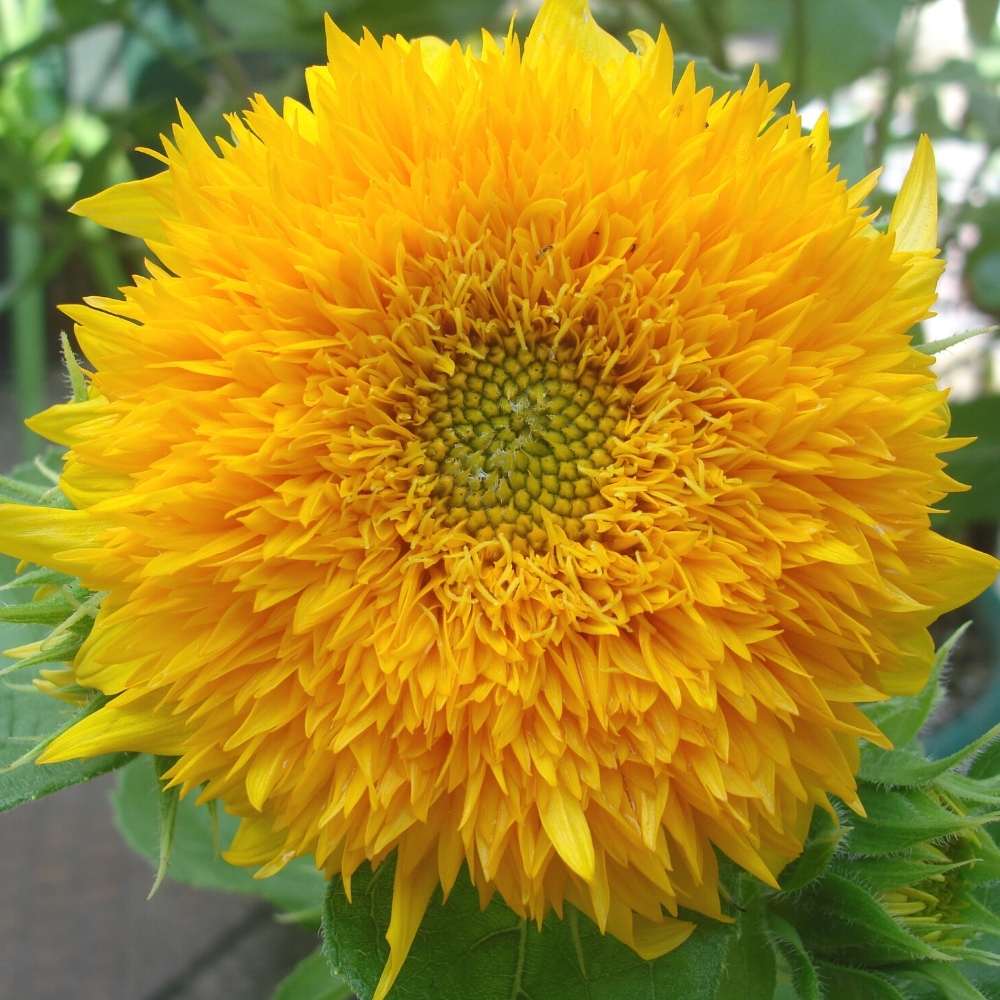Sunflower Seeds – Teddy Bear