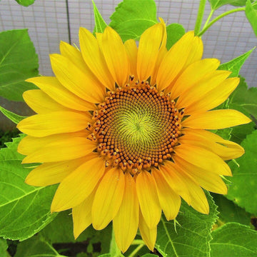 Sunrich Gold Seeds – Helianthus Annuus