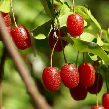 Superfruit Berry Bush seeds