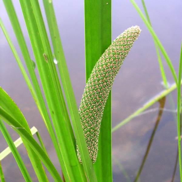 Sweet Flag Seeds