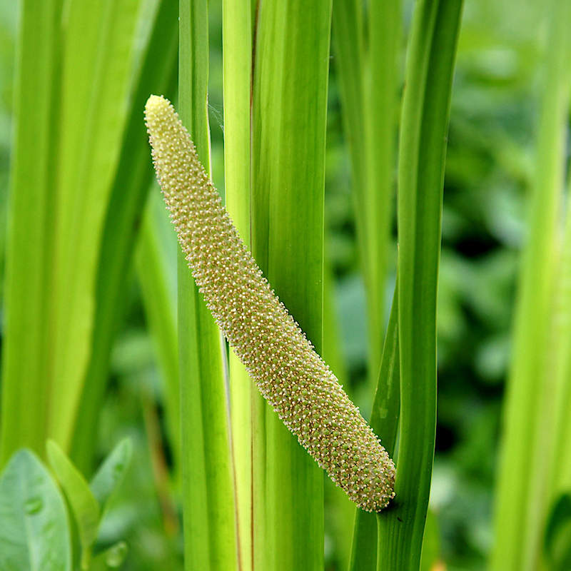 Sweet Flag Seeds