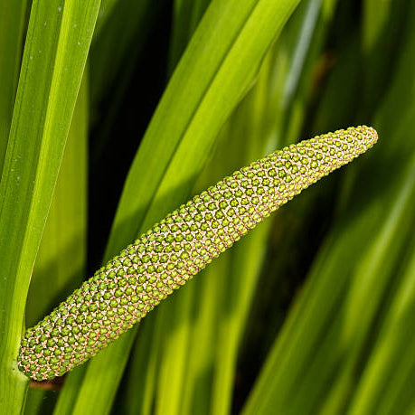 Sweet Flag Seeds