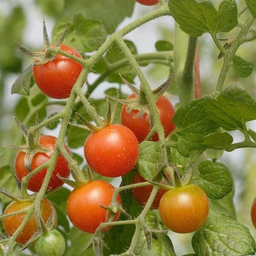 Sweet Million Tomato Seeds - Vegetable Plant