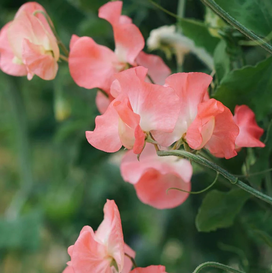 Sweet Pea Seeds – Elegance Watermelon