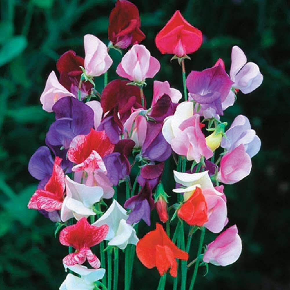 Sweet Pea Seeds – Heirloom Mixed