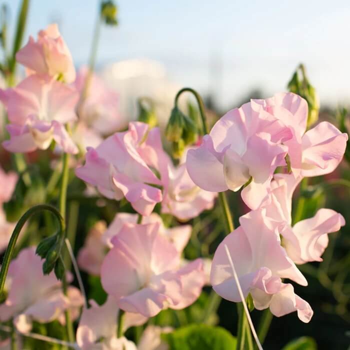 Sweet Pea Seeds – Light Pink