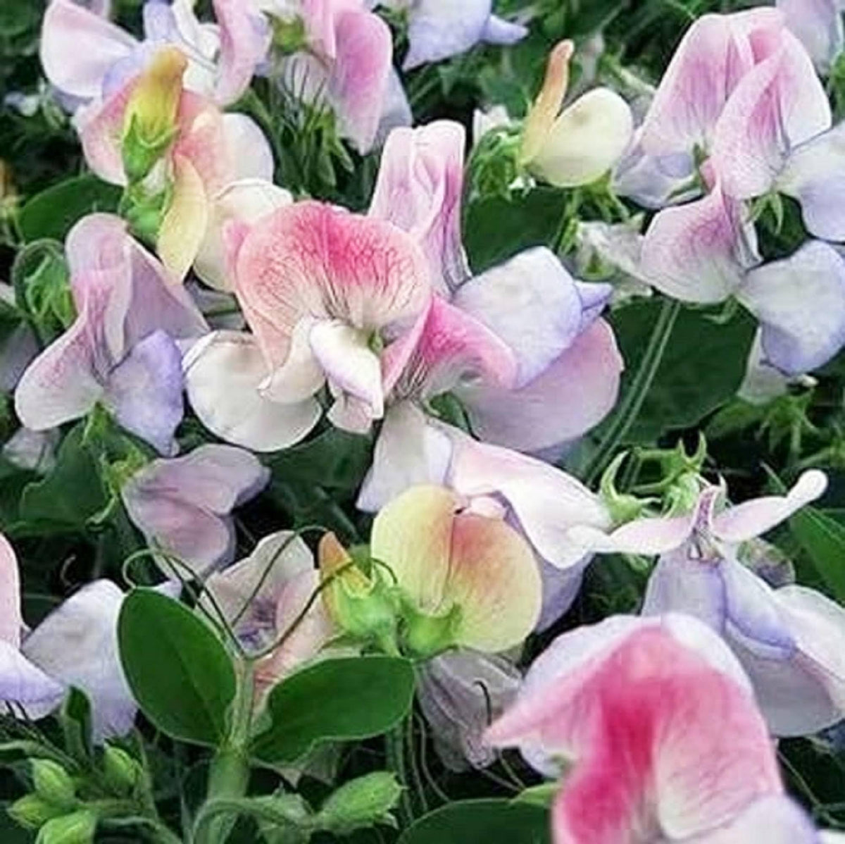 Sweet Pea Seeds – Northern Lights