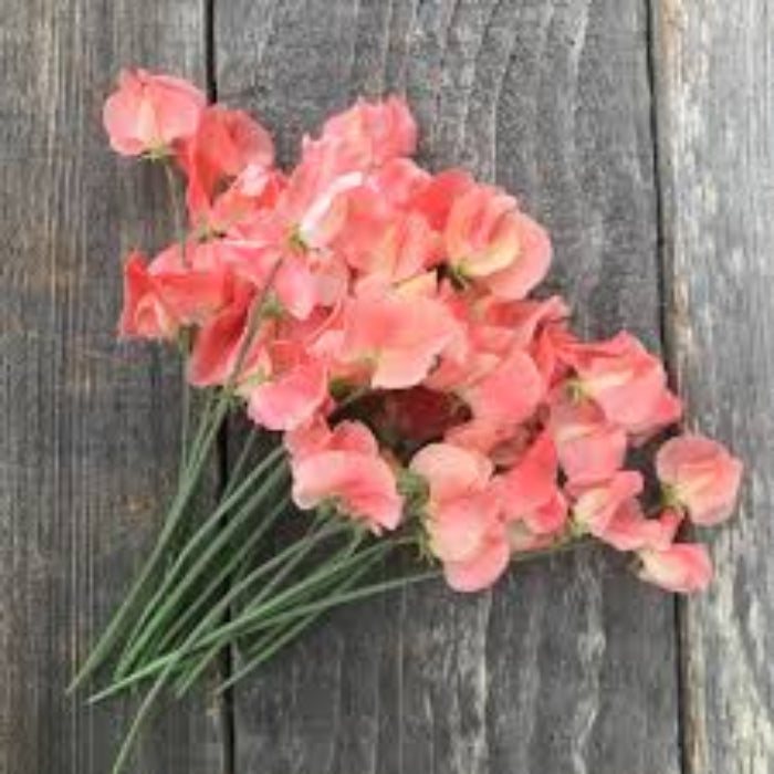 Sweet Pea Seeds – Peach