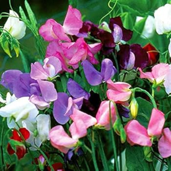 Sweet Pea Seeds – Heirloom Mixed
