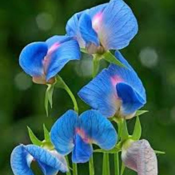 Sweet Pea Seeds – Blue