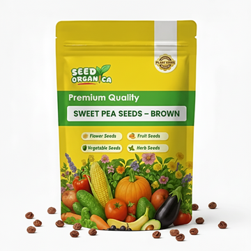 Sweet Pea Seeds – Brown