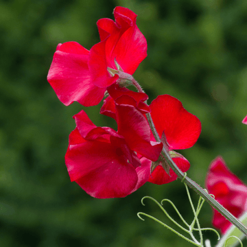 Sweet Pea Seeds – Deep Red