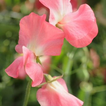 Sweet Pea Seeds – Elegance Watermelon