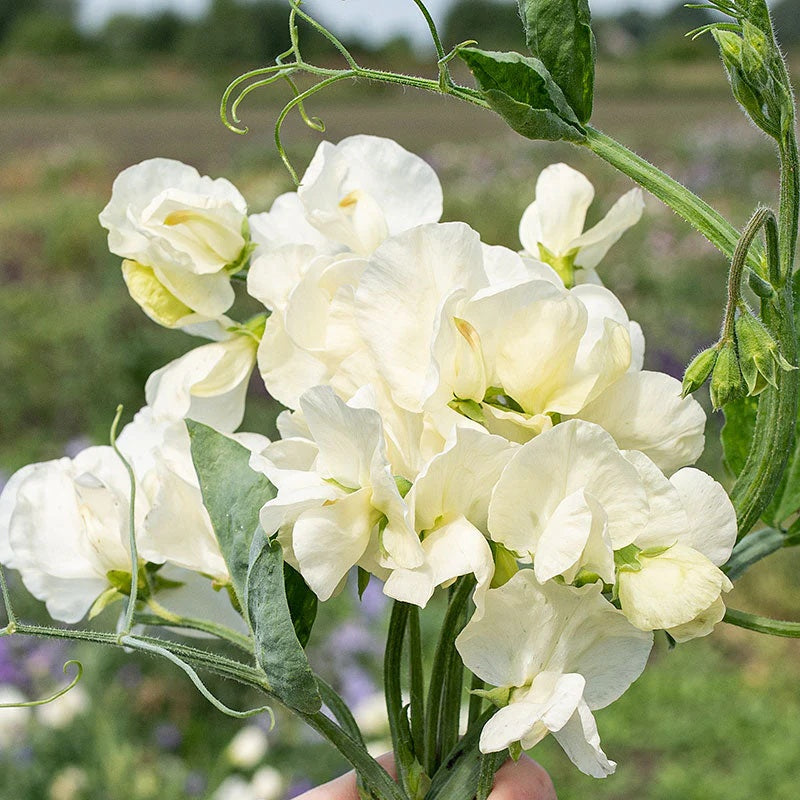 Sweet Pea Seeds – Jilly