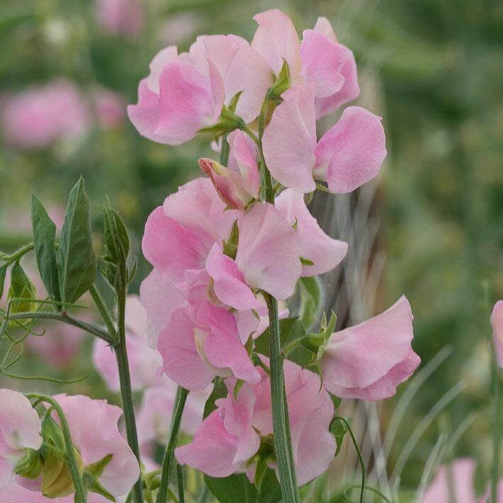 Sweet Pea Seeds – Light Pink