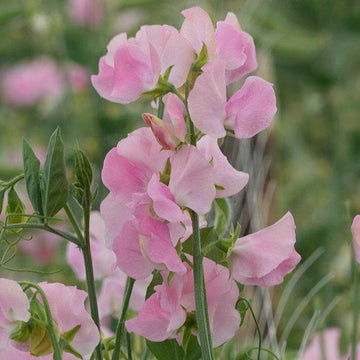 Sweet Pea Seeds – Light Pink