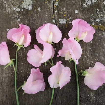 Sweet Pea Seeds – Light Pink