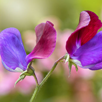 Sweet Pea Seeds – Northern Lights