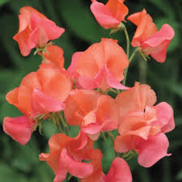 Sweet Pea Seeds – Orange