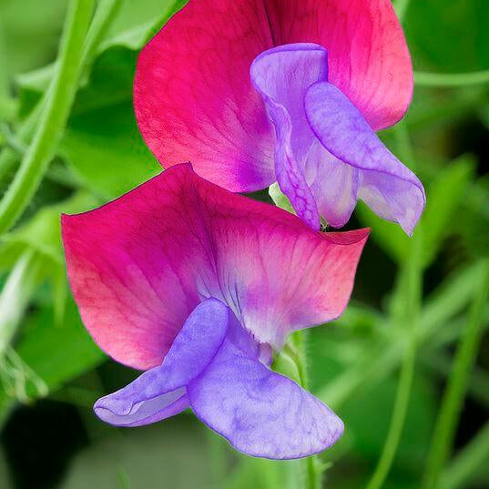 Sweet Pea Seeds – Pink Blue – Wildflower