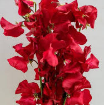 Sweet Pea Seeds – Red