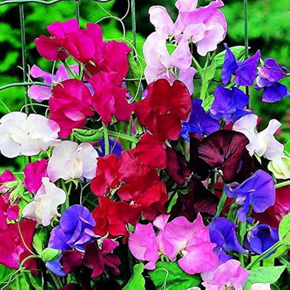 Sweet Pea Seeds – Sun Loving Heirloom