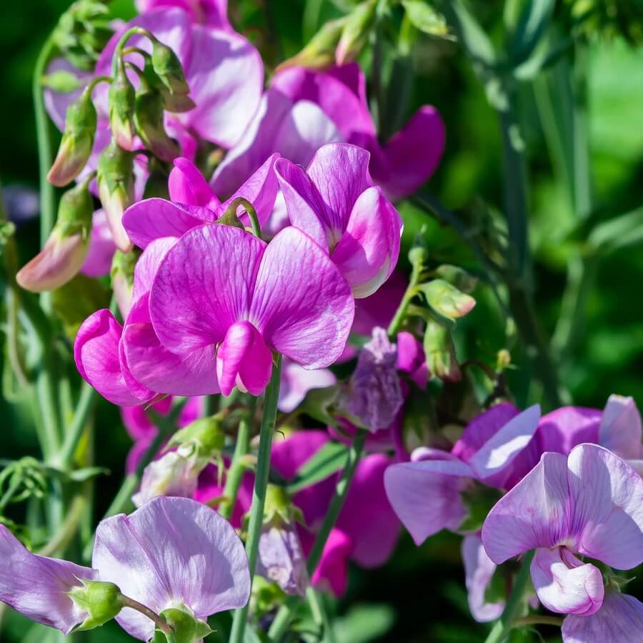 Sweet Pea Seeds – Sun Loving Heirloom