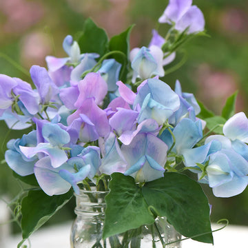 Sweet Pea Seeds – Turquoise Lagoon