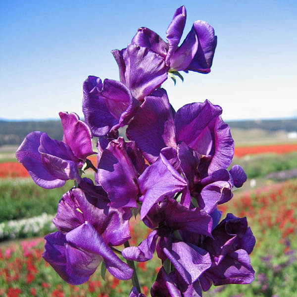Sweet Pea Seeds – Violet