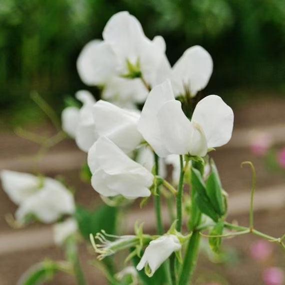 Sweet Pea Seeds – White