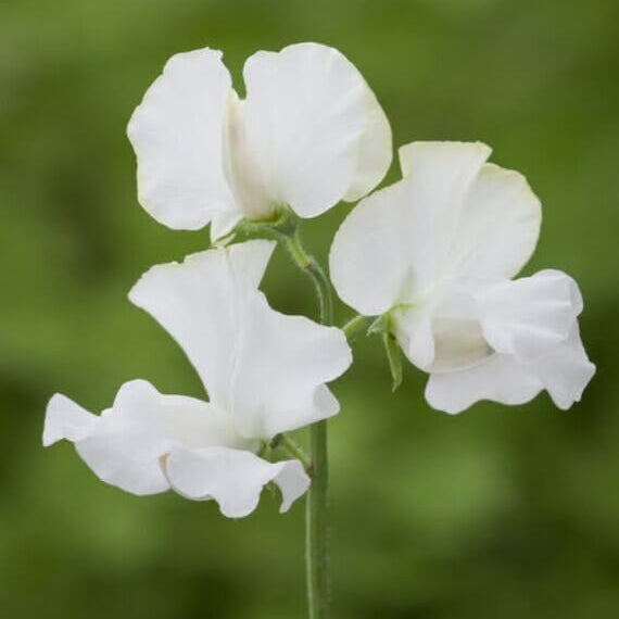 Sweet Pea Seeds – White