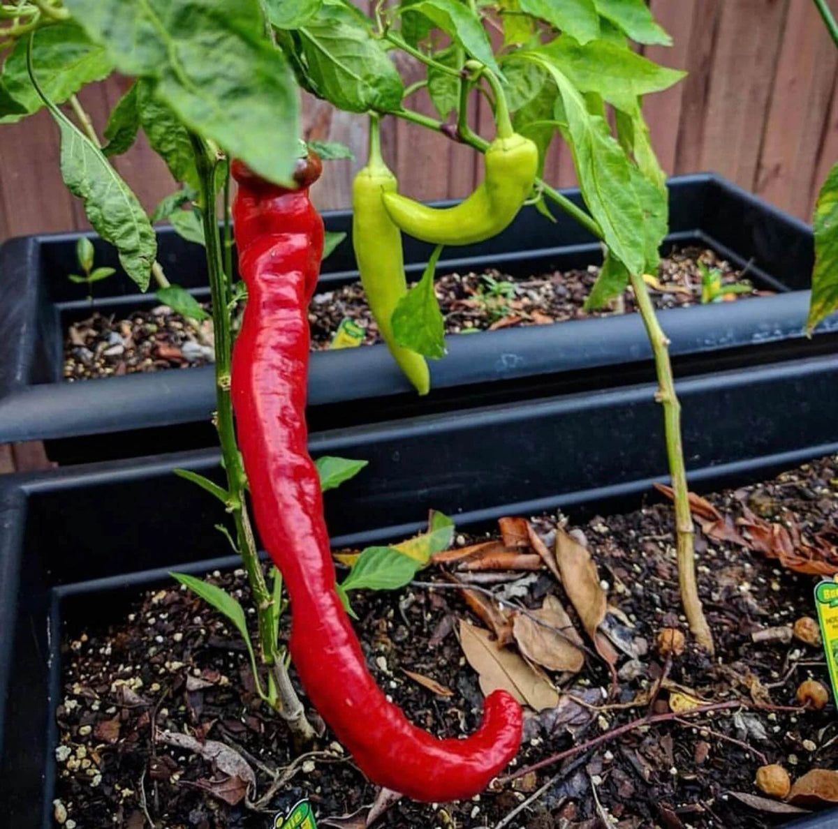 Sweet Pepper Seeds -  Anhui Cow-Horn