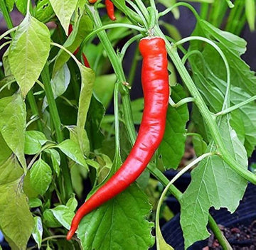 Sweet Pepper Seeds -  Anhui Cow-Horn