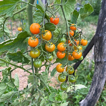 Sweet Tomato Seeds