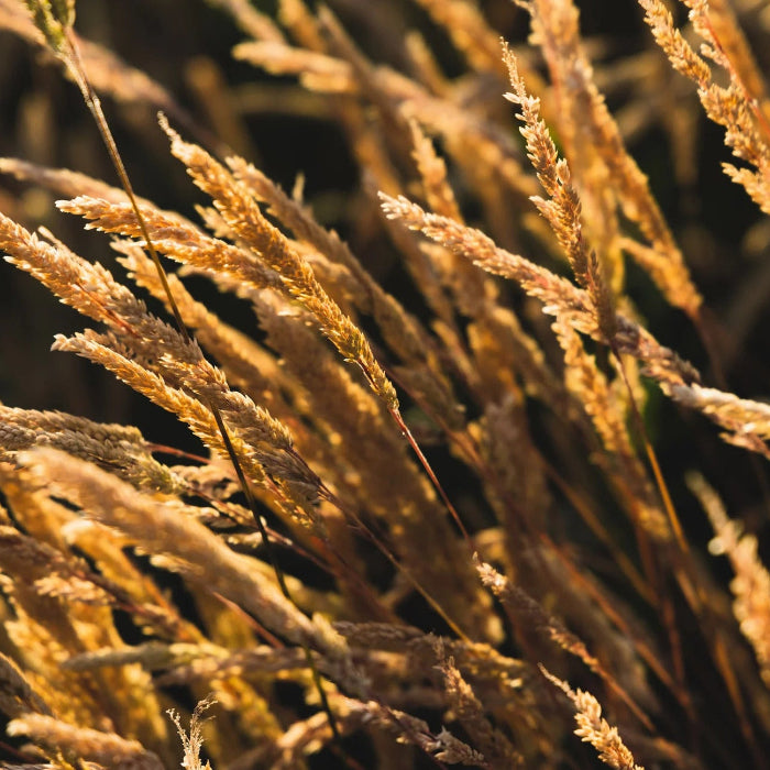 Sweet Vernal Grass Seeds – Fragrant Vanilla
