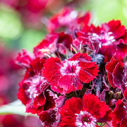 Sweet William Seeds – Dianthus Barbatus