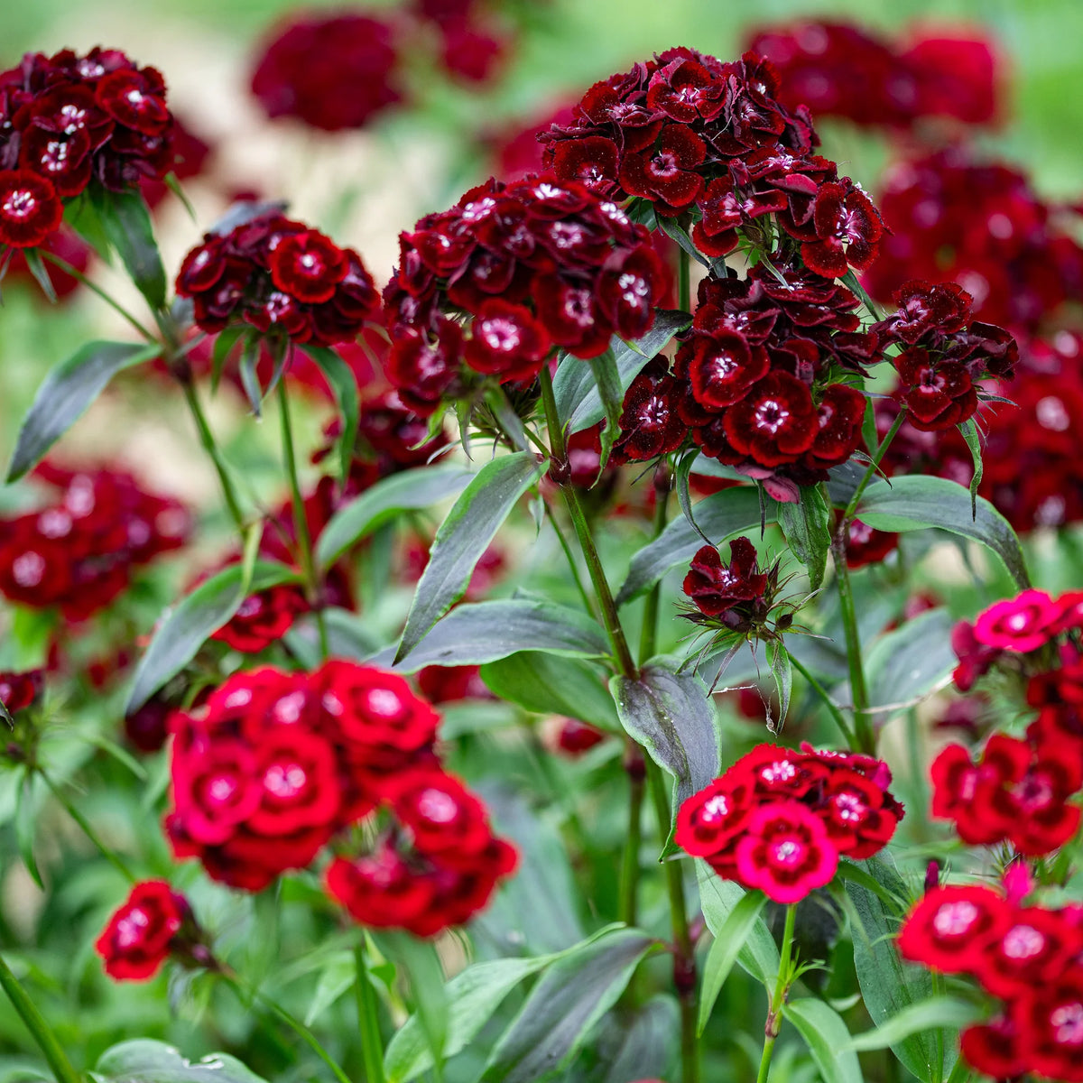 Sweet William Seeds – Maroon