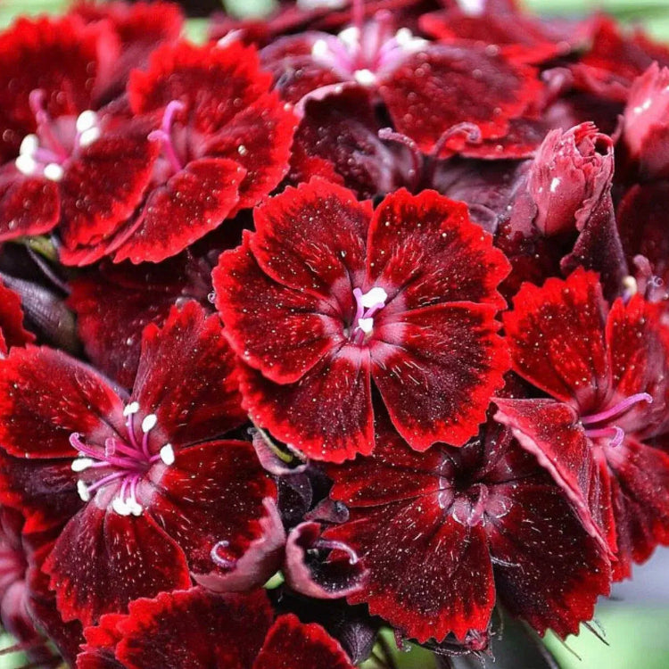 Sweet William Seeds – Dianthus Barbatus
