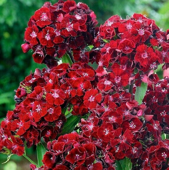 Sweet William Seeds – Maroon