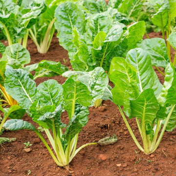Swiss Chard Seeds – Green 