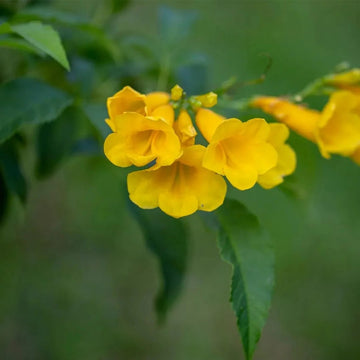 Tabebuia Seeds – Caraiba