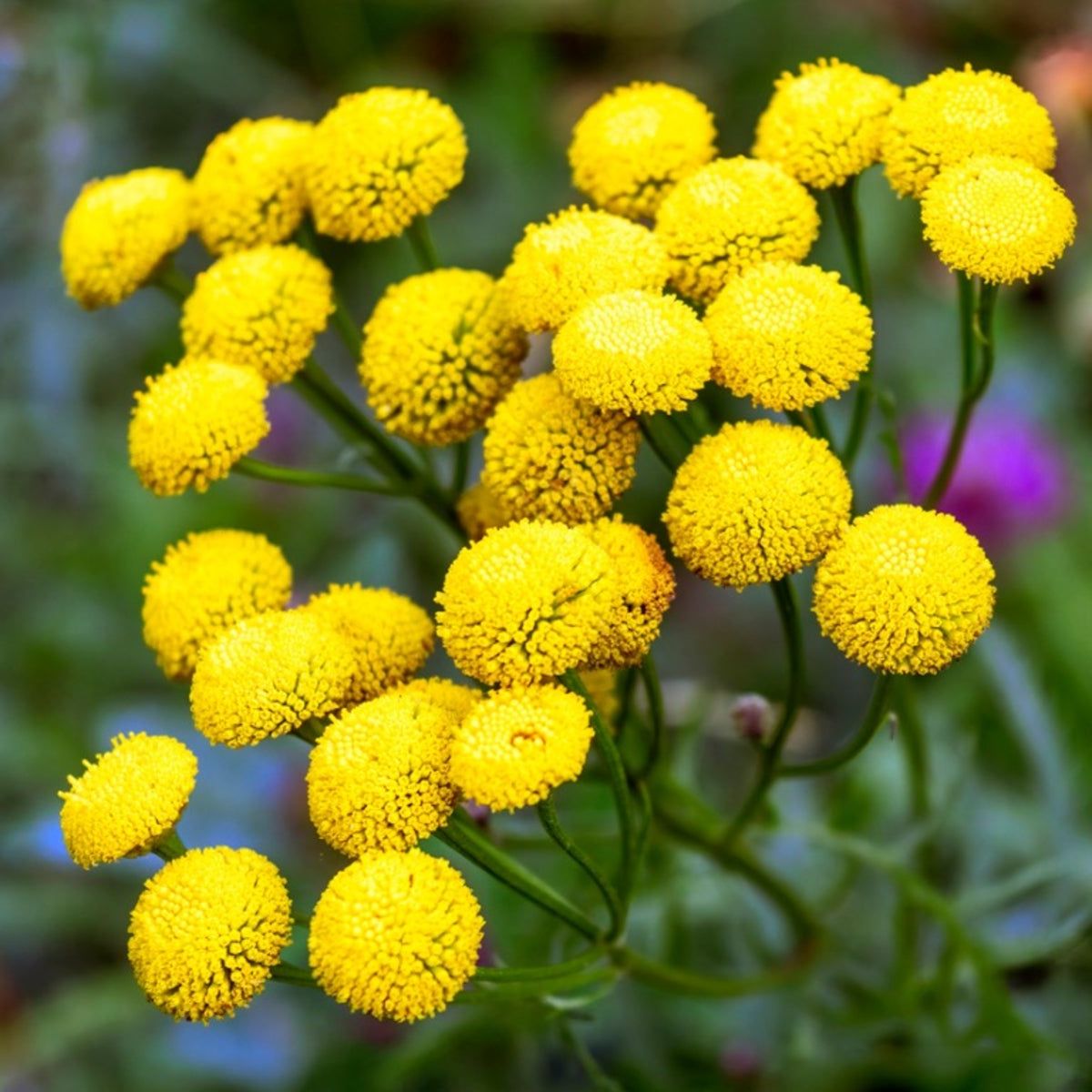 Tansy Seeds