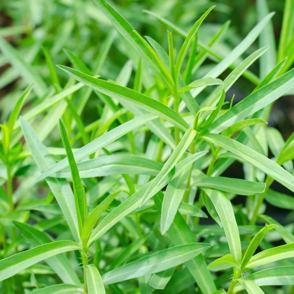 Tarragon Seeds – Heirloom