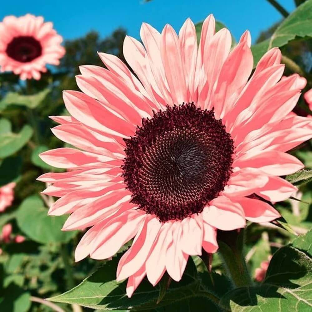 Tectorum Rose Sunflower Seeds - flower Plant
