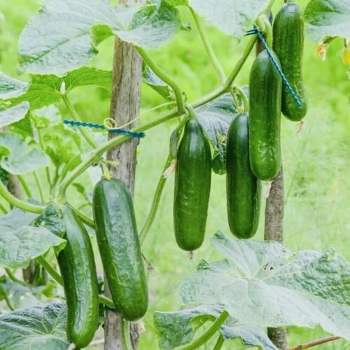 Tendergreen Burpless Cucumber Seeds - Vegetable Plant