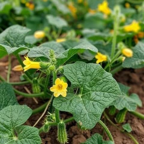 Tendergreen Burpless Cucumber Seeds - Vegetable Plant