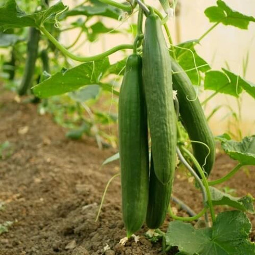 Tendergreen Burpless Cucumber Seeds - Vegetable Plant
