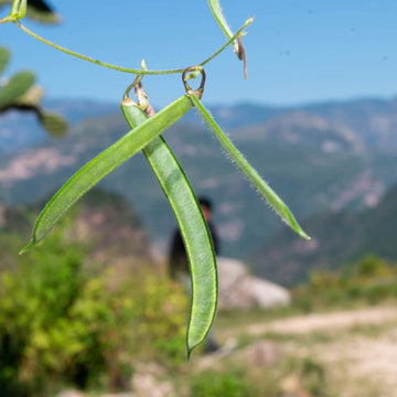 Tepary Bean Seeds - Vegetable Plant