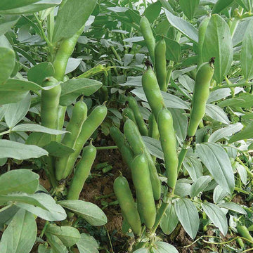 Tepary Bean Seeds - Vegetable Plant